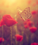 Book an Appointment with Ashly E. Thomas at Mercy Counselling - Edmonton Administration Office